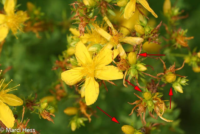 Common St Johnswort, Hypericum perfolatum