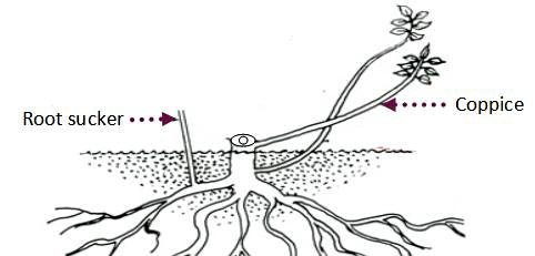 Coppicing occurs when young tree grows from a sucker and not from seed; a coppiced tree will have multiple stems growing from its base (e.g. boxelder or honeysuckle).